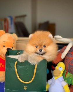 Tek Güvenilir Pomeranian Boo Ailesi İletişime Geçin 2