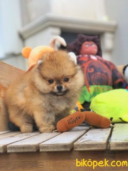Türkiye’nin Tek Pomeranian Ailesi 4