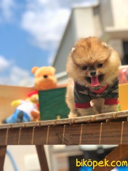 Türkiye’nin Tek Pomeranian Ailesi 5