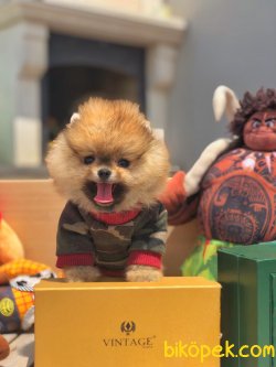 Türkiye’nin Tek Pomeranian Ailesi 2
