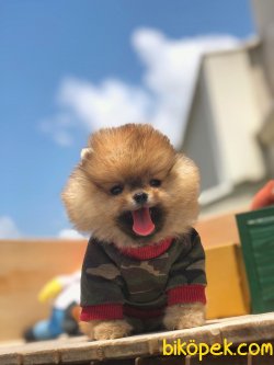 Türkiye’nin Tek Pomeranian Ailesi 1