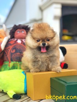 Türkiye’nin Tek Pomeranian Ailesi 3