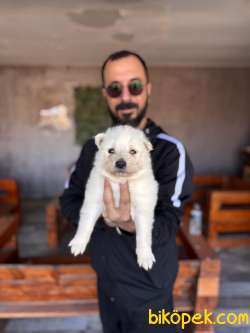 Türkiye Samoyed Birincilik Adayı Babadan Yavrular 3