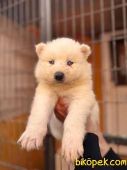 Türkiye Samoyed Birincilik Adayı Babadan Yavrular