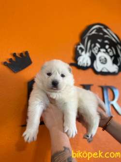 Türkiye Samoyed Birincilik Adayı Babadan Yavrular 2