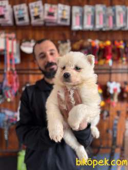 Türkiye Samoyed Birincilik Adayı Babadan Yavrular 5