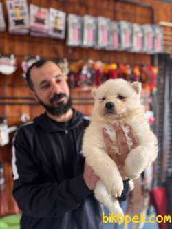 Türkiye Samoyed Birincilik Adayı Babadan Yavrular 4