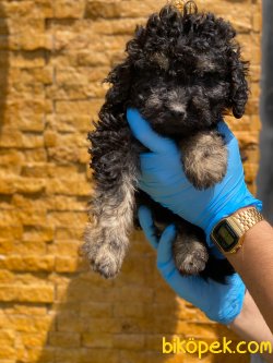 TURKIYE TEK OZEL RENK POODLE 3