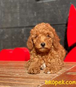 Türkiyede En Çok Çeşit Toy Poodle Bebekler 2