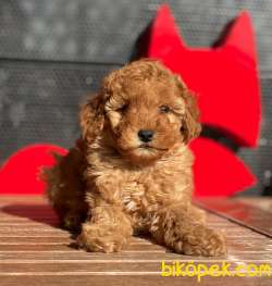 Türkiyede En Çok Çeşit Toy Poodle Bebekler 4
