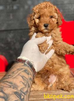 Türkiyede En Çok Çeşit Toy Poodle Bebekler 1
