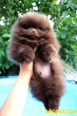 Türkiyede Nadir Chocolate Secereli Boo Teddy Bear 1