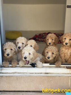 Türkiyede Nadir Labradoodle Yavruları Orjinal Chipli Pasaportlu 1