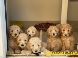 Türkiyede Nadir Labradoodle Yavruları Orjinal Chipli Pasaportlu 4
