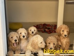Türkiyede Nadir Labradoodle Yavruları Orjinal Chipli Pasaportlu 3