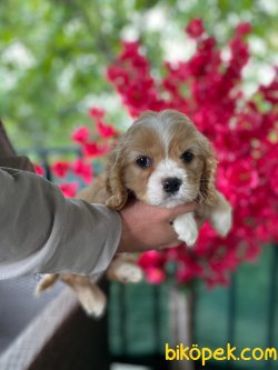 Türkiyede Nadir Rusya Dan Orjinal Cavapoo Yavrularımız 2