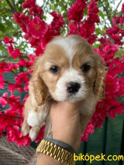 Türkiyede Nadir Rusya Dan Orjinal Cavapoo Yavrularımız 3
