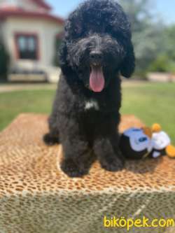 Türkiyede Tek Bernedoodle Yavrular 2