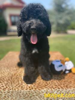 Türkiyede Tek Bernedoodle Yavrular 3