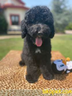 Türkiyede Tek Bernedoodle Yavrular 1