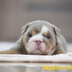 Turkiyede Tek Blue Merle Ingiliz Bulldog Yavrularimiz 2
