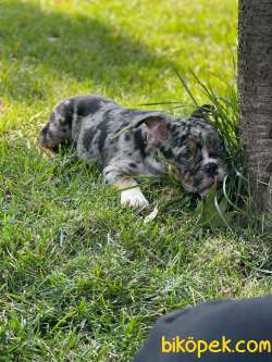 Turkiyede Tek Blue Merle Ingiliz Bulldog Yavrularimiz 1