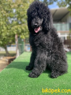 TÜRKİYEDE TEK DEV POODLE 2