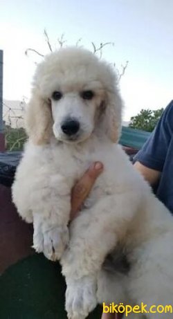 TÜRKİYEDE TEK DEV POODLE 3