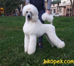 TURKIYEDE TEK DEV POODLE BEBEKLER 1