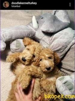 TÜRKİYEDE TEK DEV POODLE VE LABRADOODLE YAVRULAR 3