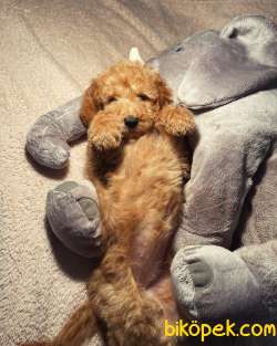 TÜRKİYEDE TEK DEV POODLE VE LABRADOODLE YAVRULAR 1