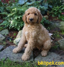 TÜRKİYEDE TEK DEV POODLE YAVRULAR 2