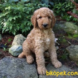 TÜRKİYEDE TEK DEV POODLE YAVRULAR 3
