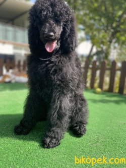 TÜRKİYEDE TEK DEV POODLE YAVRULAR 4