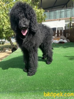 TÜRKİYEDE TEK DEV POODLE YAVRULAR 1