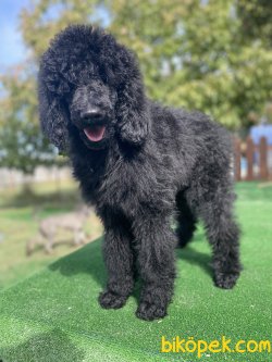 TÜRKİYEDE TEK DEV POODLE YAVRULAR 3