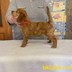 TÜRKİYEDE TEK DEV POODLE YAVRULAR 3