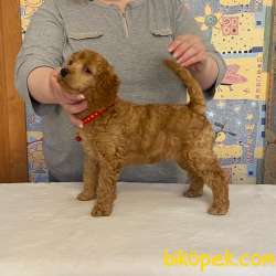 TÜRKİYEDE TEK DEV POODLE YAVRULAR 2