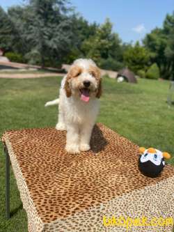 Türkiyede Tek Dev Poodle Yavrular 2