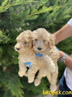 TÜRKİYEDE TEK DEV POODLE YAVRULARIMIZ 3