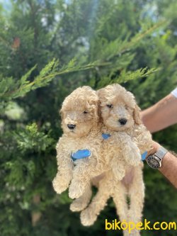 TÜRKİYEDE TEK DEV POODLE YAVRULARIMIZ 2