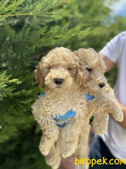 TÜRKİYEDE TEK DEV POODLE YAVRULARIMIZ 2