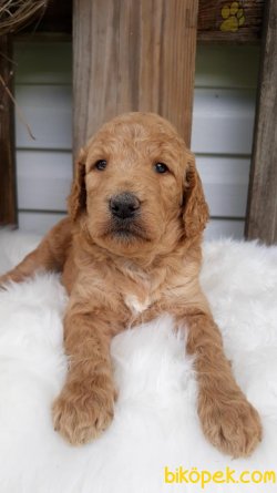 TÜRKİYEDE TEK DEV POODLE YAVRULARIMIZ 3
