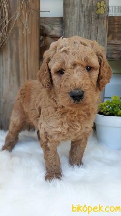 TÜRKİYEDE TEK DEV POODLE YAVRULARIMIZ 1