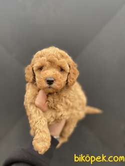 Mükemmel KALİTE Poodle Bebekler 3