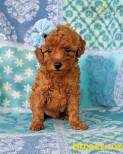 SEVİMLİ POODLE YAVRULARIMIZ 3