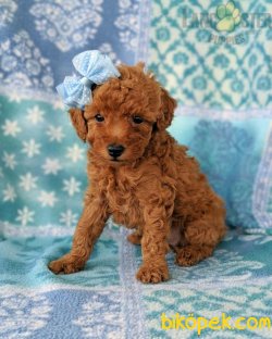 SEVİMLİ POODLE YAVRULARIMIZ 2