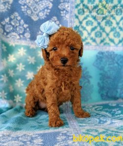 SEVİMLİ POODLE YAVRULARIMIZ 1