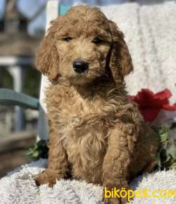 TÜRKİYEDE TEK GOLDENDOODLE BEBEKLER 1