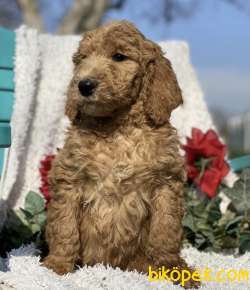 TÜRKİYEDE TEK GOLDENDOODLE BEBEKLER 2
